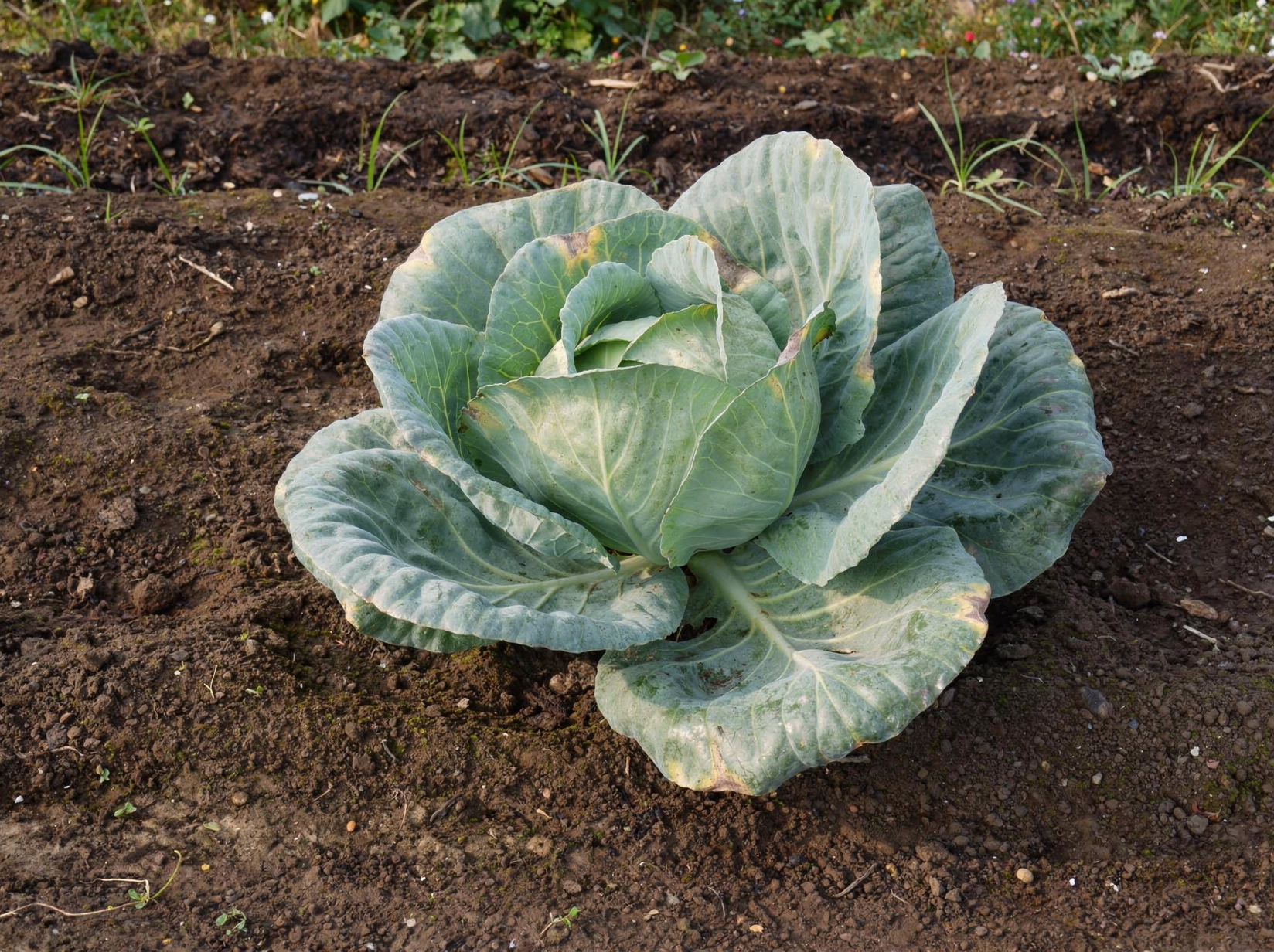 Cabbage — hero (AI-generated reference image)